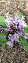 Mandragora autumnalis