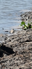 Charadrius marginatus