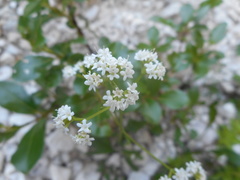 Valeriana saxatilis
