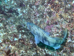 Paralabrax nebulifer