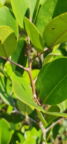 Xylocarpus granatum image