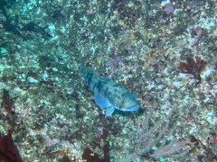 Paralabrax nebulifer