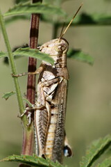 Melanoplus pictus