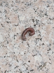 Cylindroiulus punctatus