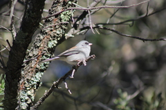 Junco hyemalis caniceps