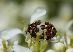 Anthrenus pimpinellae