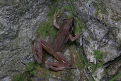 Rana longicrus