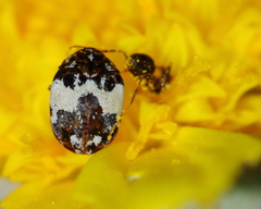 Anthrenus isabellinus