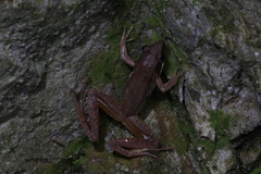 Rana longicrus