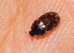 Trogoderma versicolor