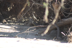 Basileuterus lachrymosus