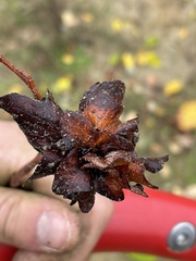 Rabdophaga rosaria