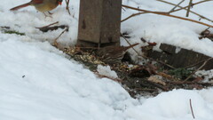 Passerella iliaca iliaca