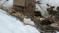 Passerella iliaca iliaca