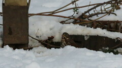 Passerella iliaca iliaca