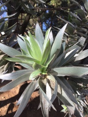 Leucadendron argenteum