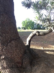 Leucadendron argenteum