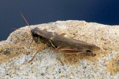 Phoetaliotes nebrascensis