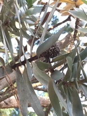 Leucadendron argenteum
