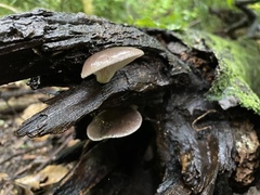 Pleurotus australis