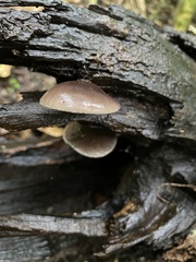 Pleurotus australis