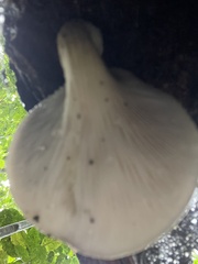 Pleurotus australis