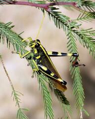 Schistocerca albolineata