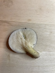 Pleurotus australis