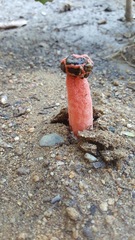 Lysurus periphragmoides