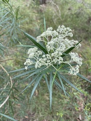 Cassinia longifolia