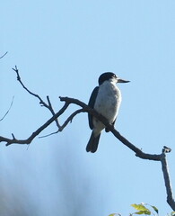 Todiramphus sordidus