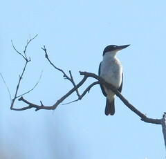 Todiramphus sordidus