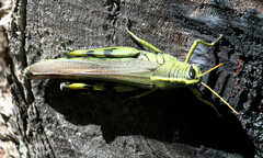 Schistocerca albolineata