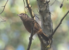 Colluricincla rufogaster