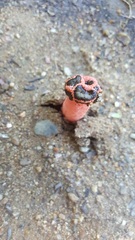 Lysurus periphragmoides