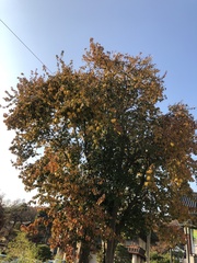 Pseudocydonia sinensis