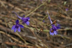 Delphinium consolida
