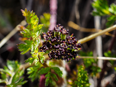 Daucus melananthus