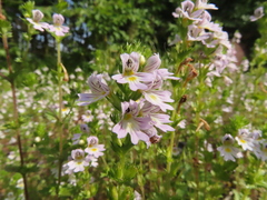 Euphrasia maximowiczii