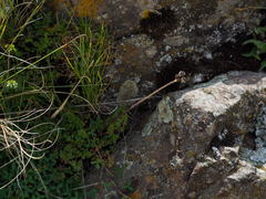Daucus melananthus