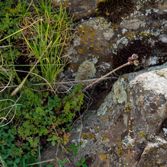 Daucus melananthus