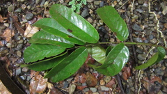 Tachigali panamensis