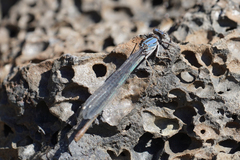 Argia emma