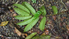 Tachigali panamensis