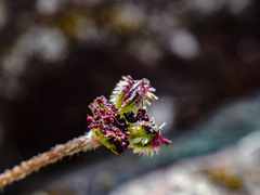 Daucus melananthus