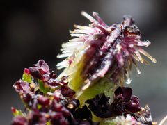 Daucus melananthus