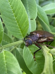 Agrianome fairmairei