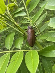 Agrianome fairmairei