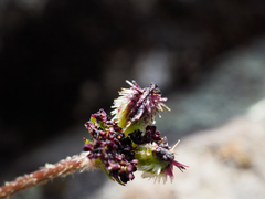 Daucus melananthus