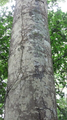 Tachigali panamensis